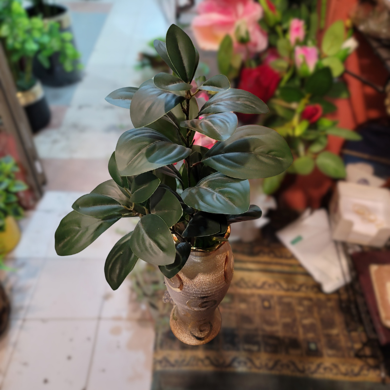 Peperomia Leaves Stick