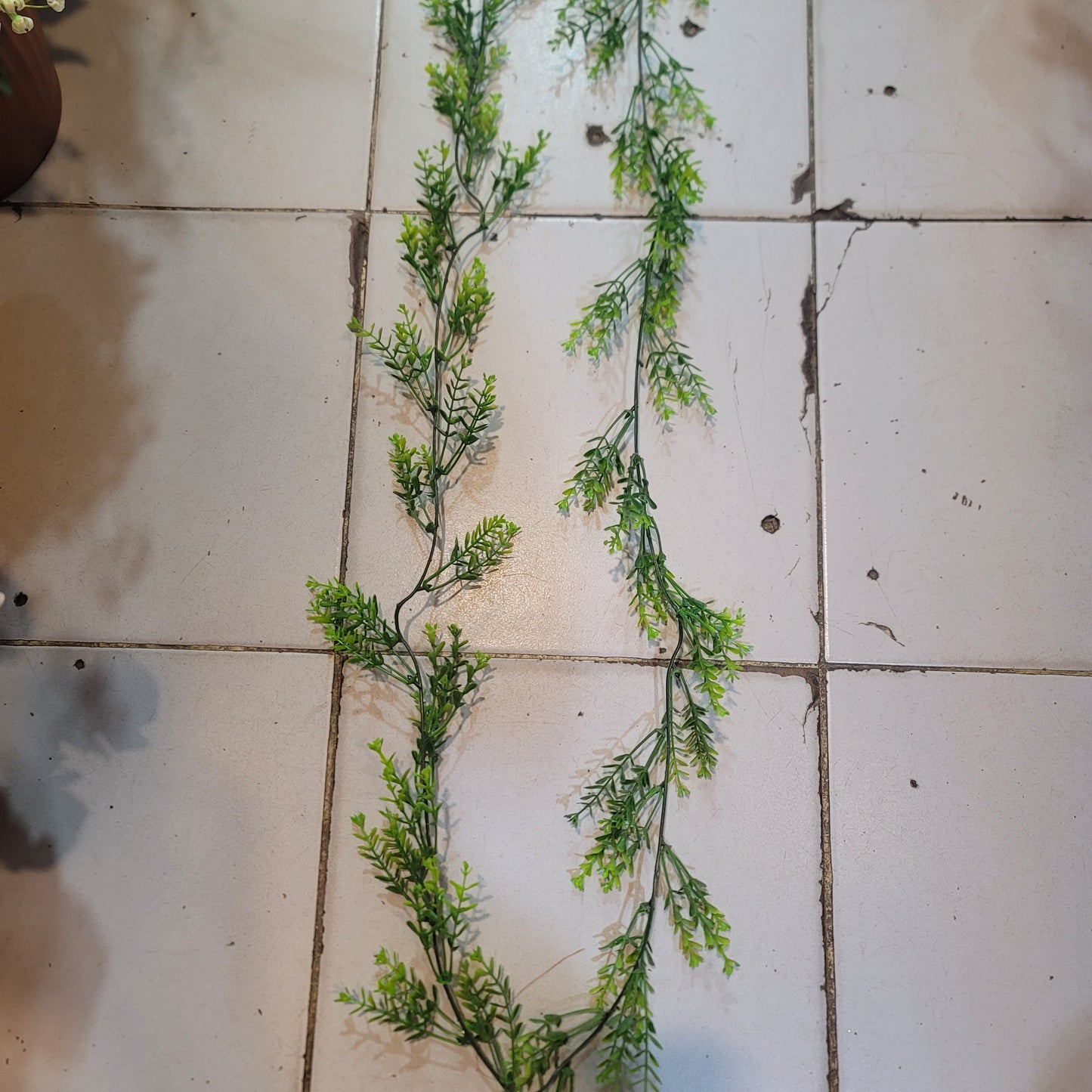 Brazilian Flower Vine