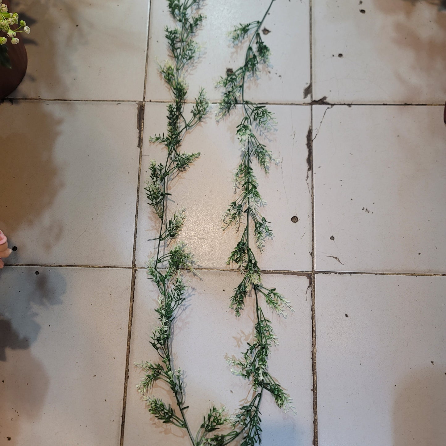 Brazilian Flower Vine
