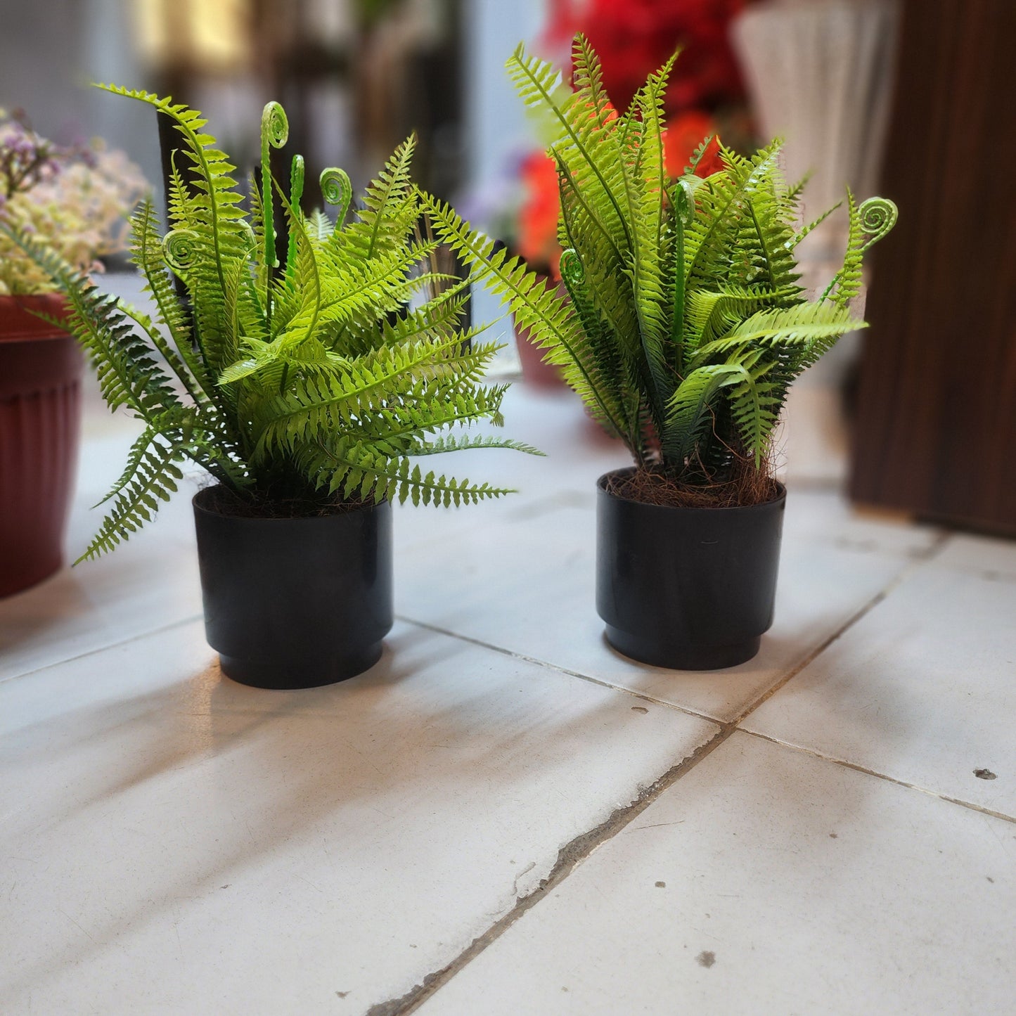 Green Filler Grass in Fiber Pot