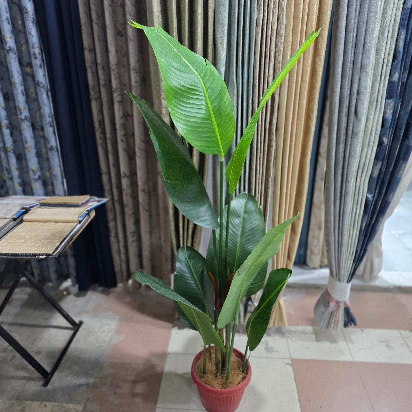 Banana Palm - 8 Leaves with fiber pot 6.5ft
