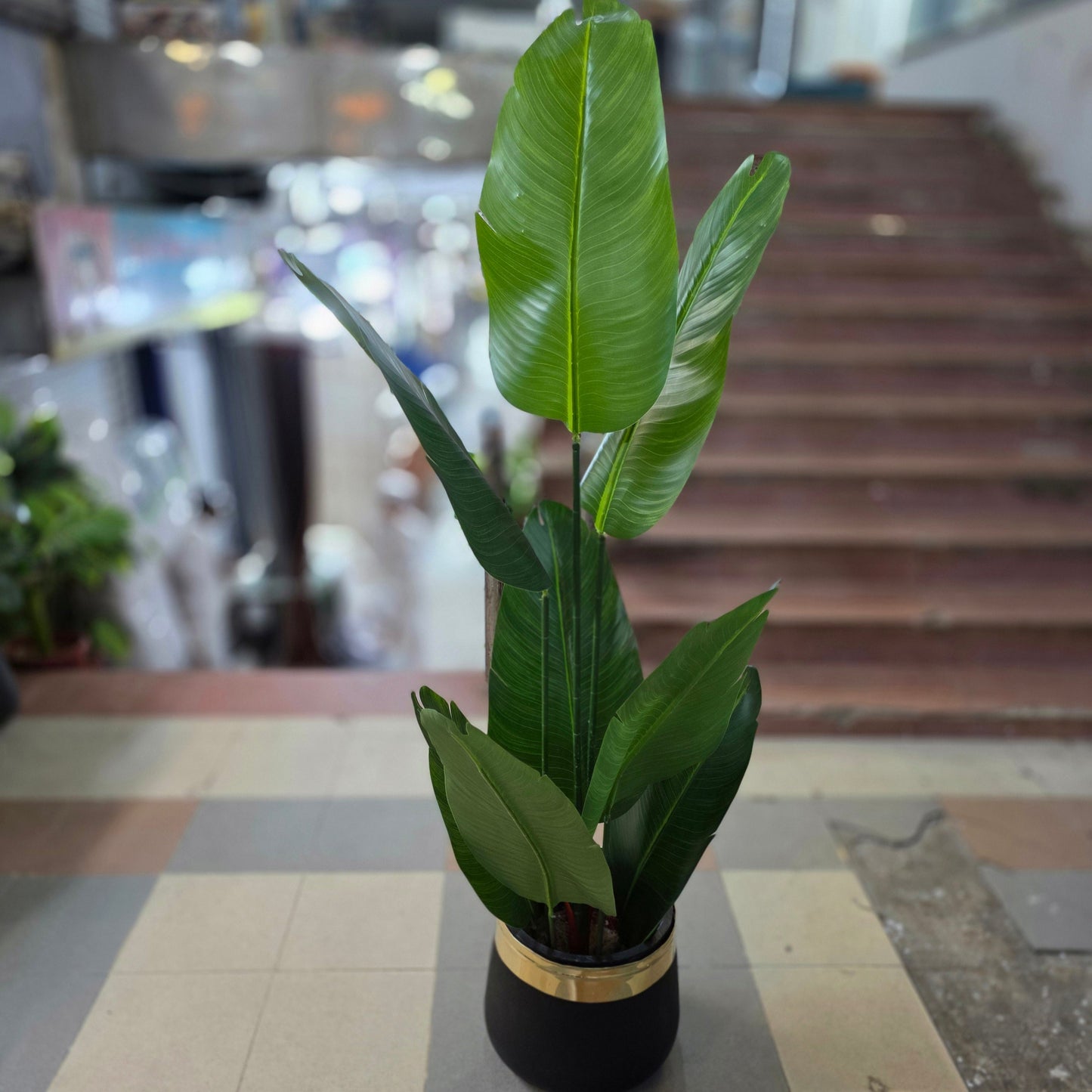 Banana Palm - 8 Leaves with fiber pot 5.5ft