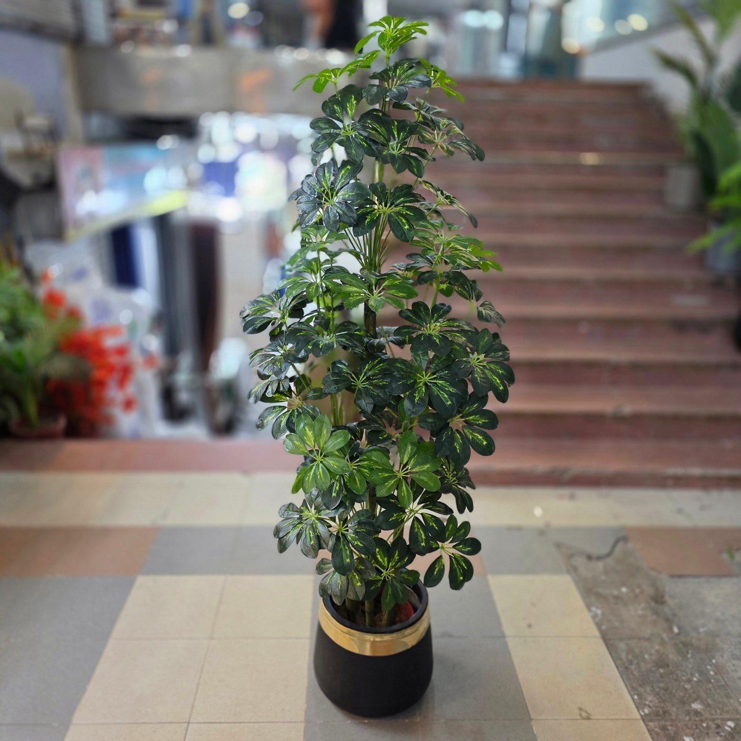 Dwarf Umbrella Plant (5ft)