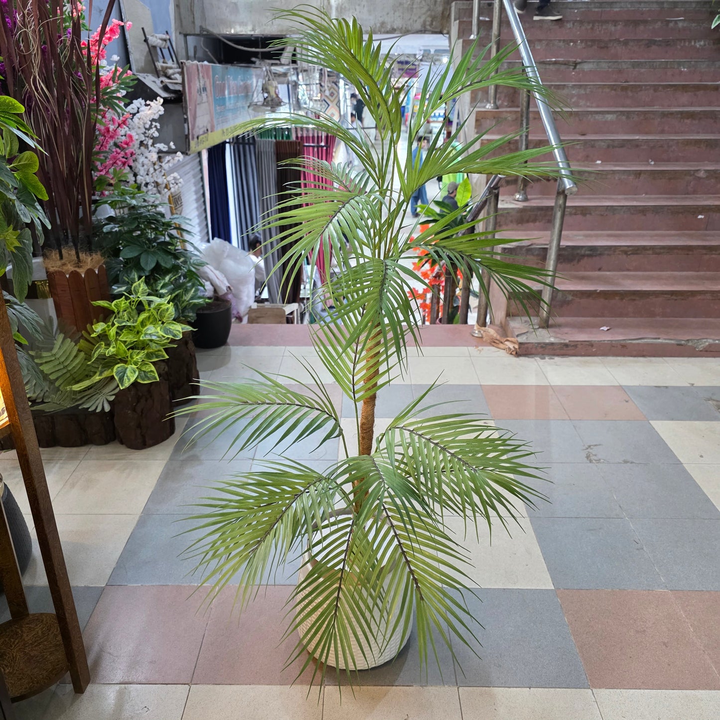 Areca palm