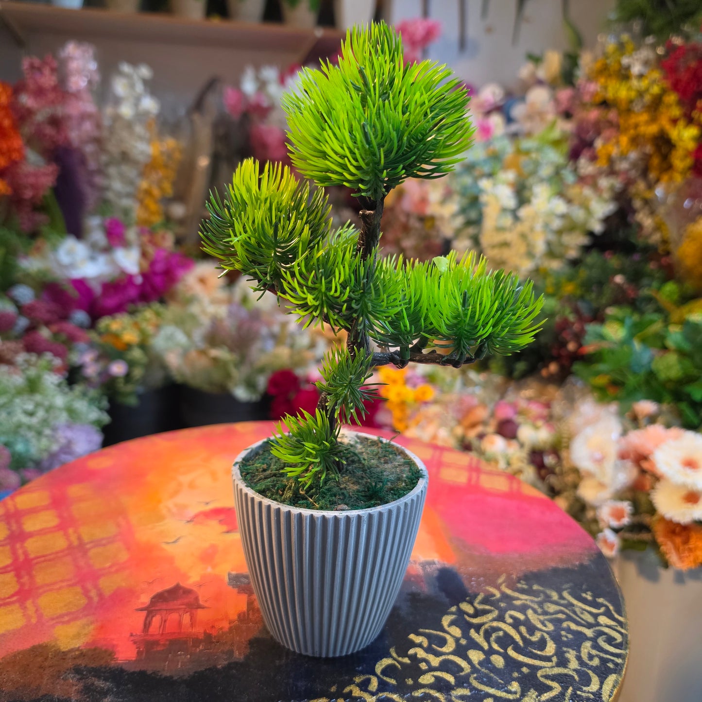 Bonzai Plant (Fiber Pot)