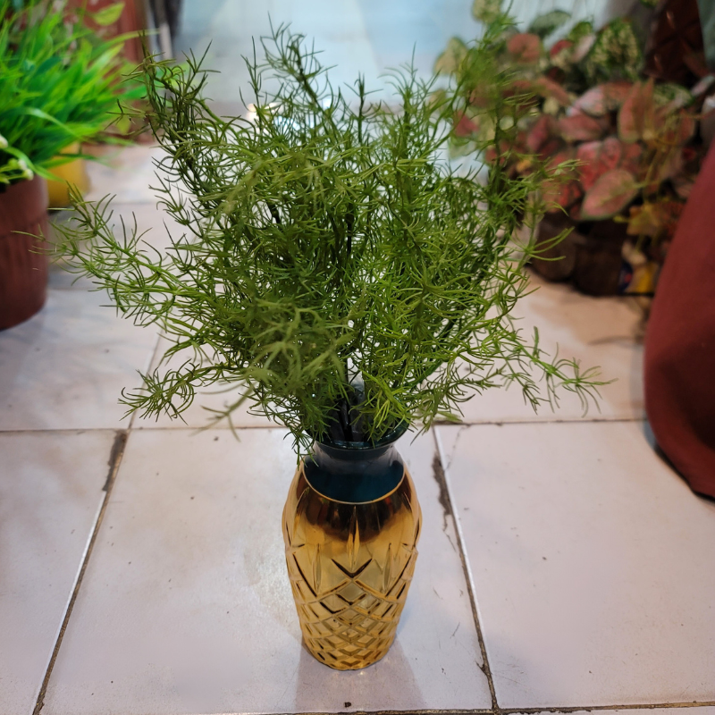 Sprengeri Fern Bunch