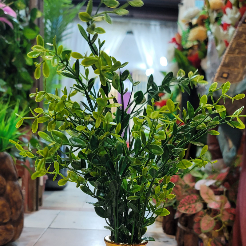 Eucalyptus Cineria Bunch