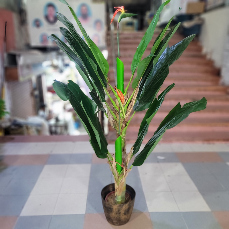 Bird of Paradise With Fiber Pot