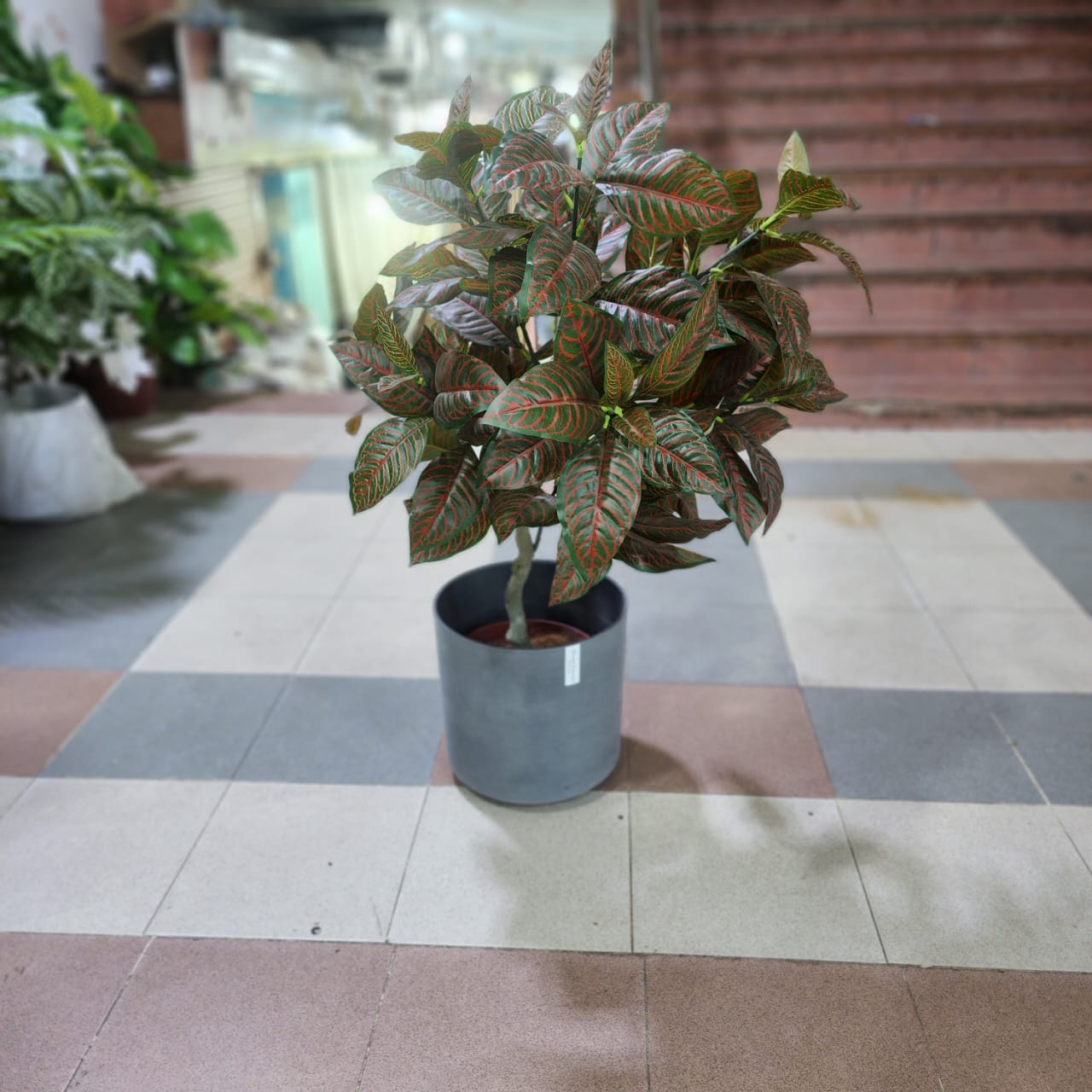 Redish Croton Plant