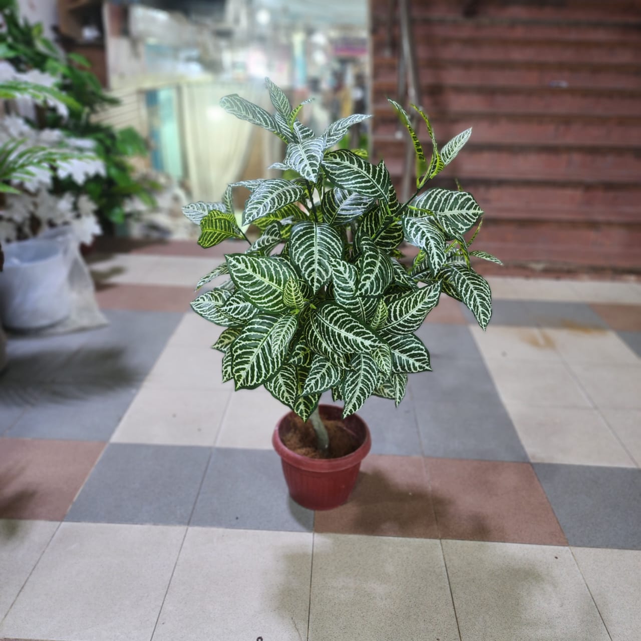 Croton Plant