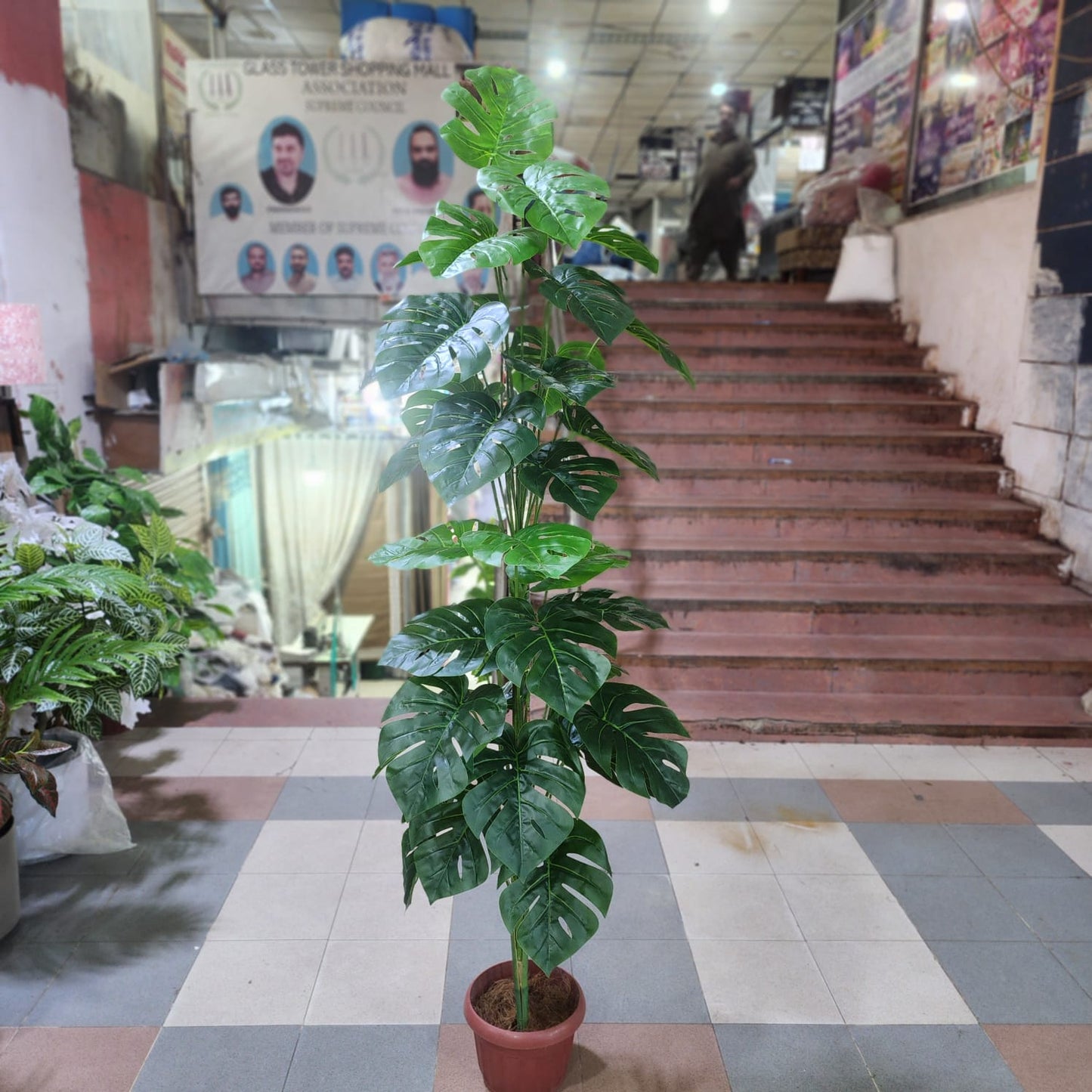 Monstera Plant with Pot 6ft