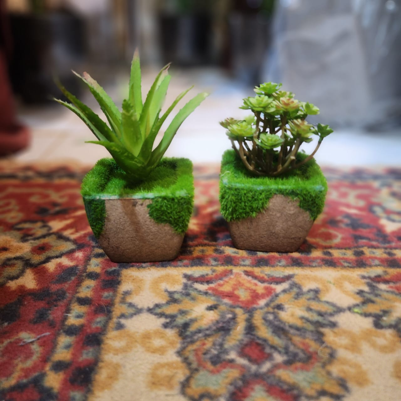 Cactus Pots in Mud Pots