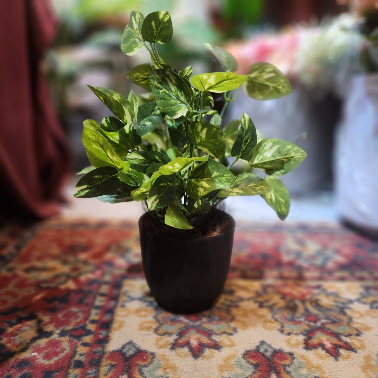 Money Plant Filler Pot