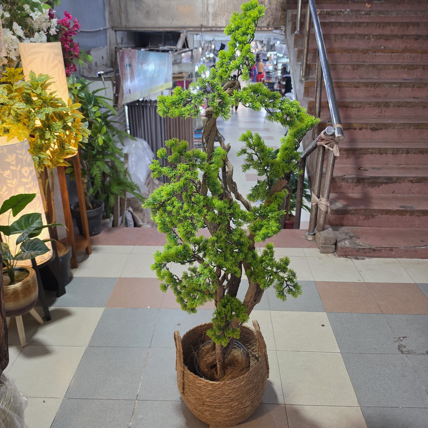 Plants