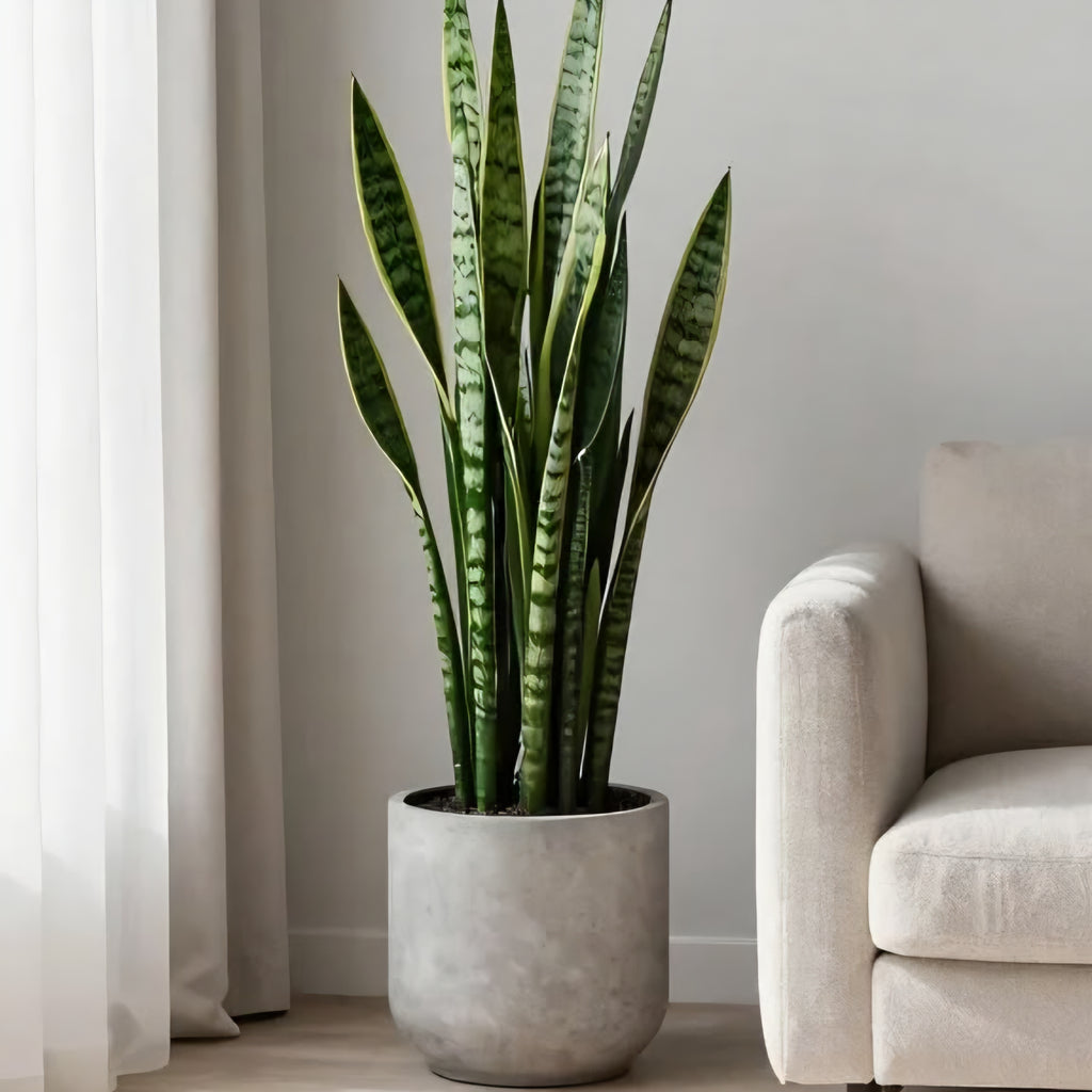 Artificial Snake Plant 3ft – Dark Green – Raj Flowers product image