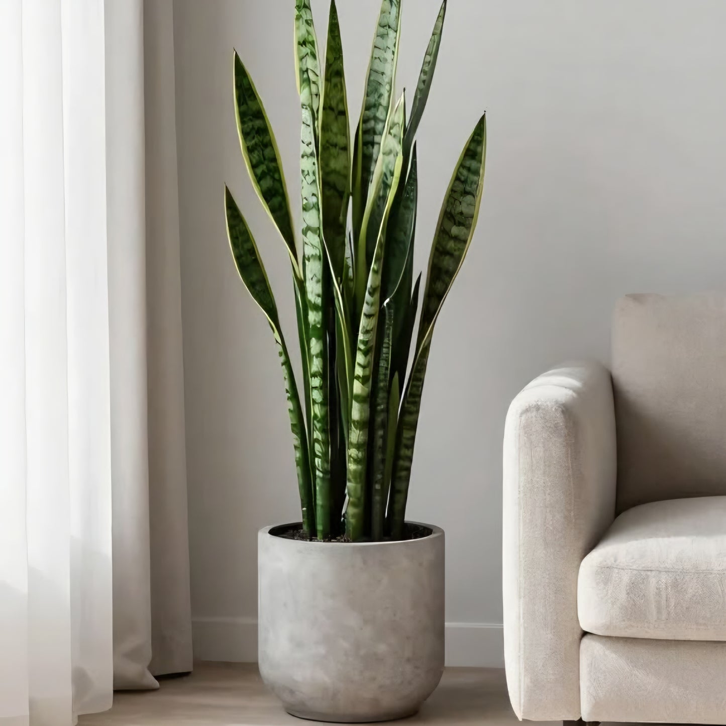 Artificial Snake Plant 3ft