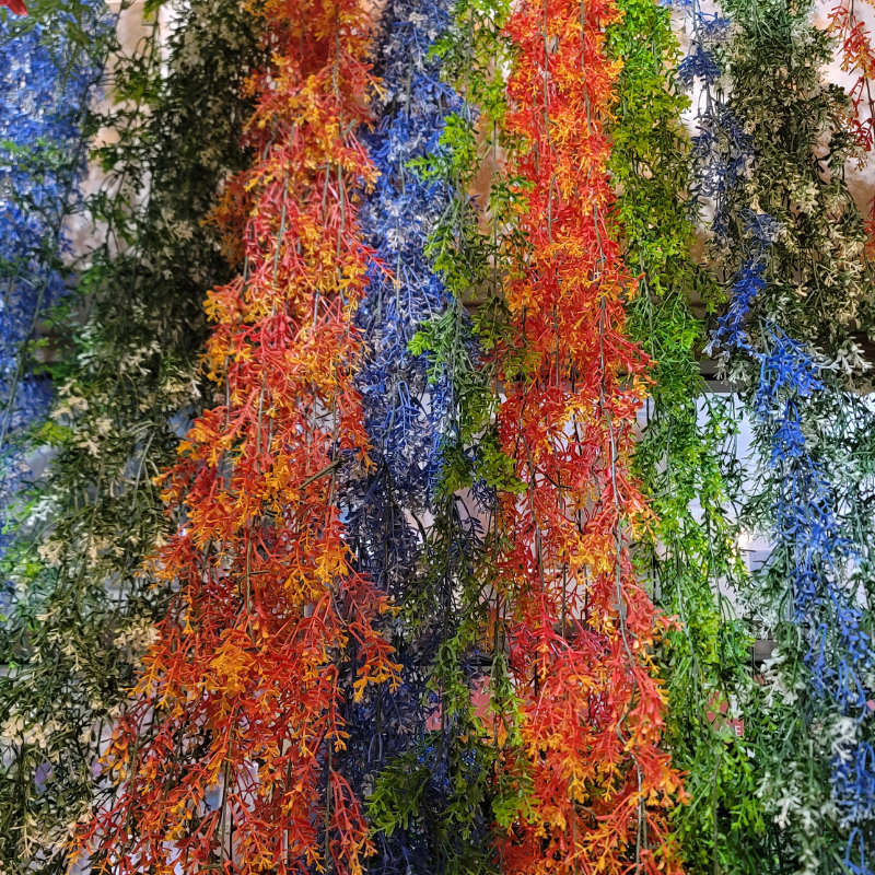 Brazilian Flower Vine