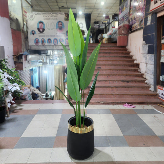 Banana Palm - 8 Leaves with fiber pot 6ft