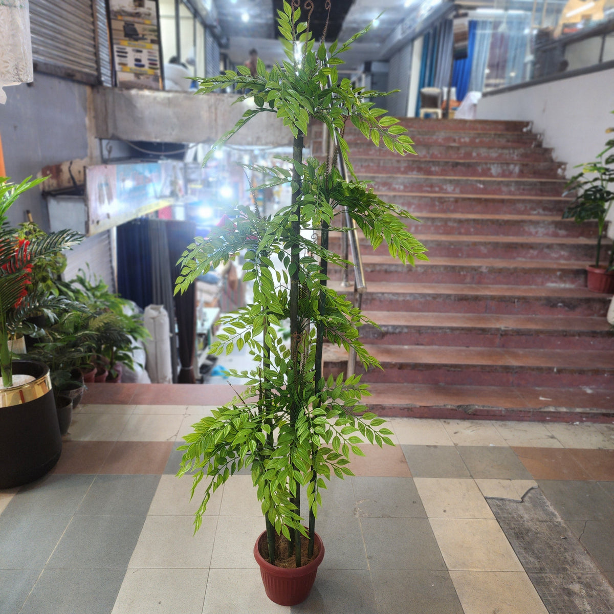 Ficus Bamboo Plant 6ft