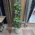 Shaded Dwarf Umbrella Plant with Golden Neck Pot – Raj Flowers product image