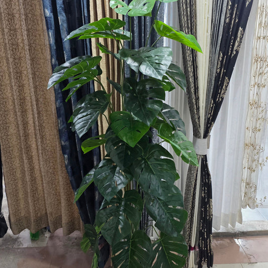 Monstera Plant with Pot 6ft