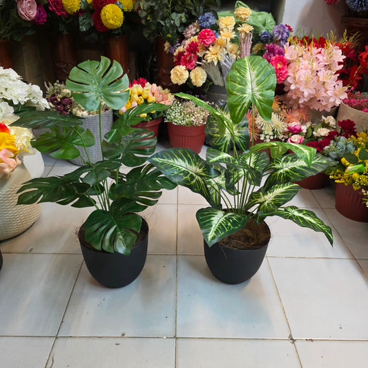 Monstera 12-Leaf Bunch with Fiber Pot