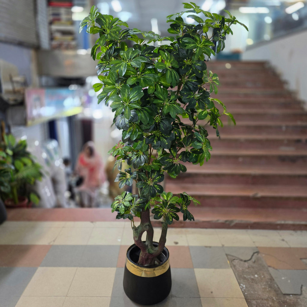 Dwarf Umbrella Tree with Pot 6ft – Raj Flowers product image