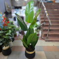Banana Palm - 8 Leaves with fiber pot 5.5ft – Raj Flowers product image