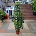 Dwarf Umbrella Plant (5ft) – product image 2