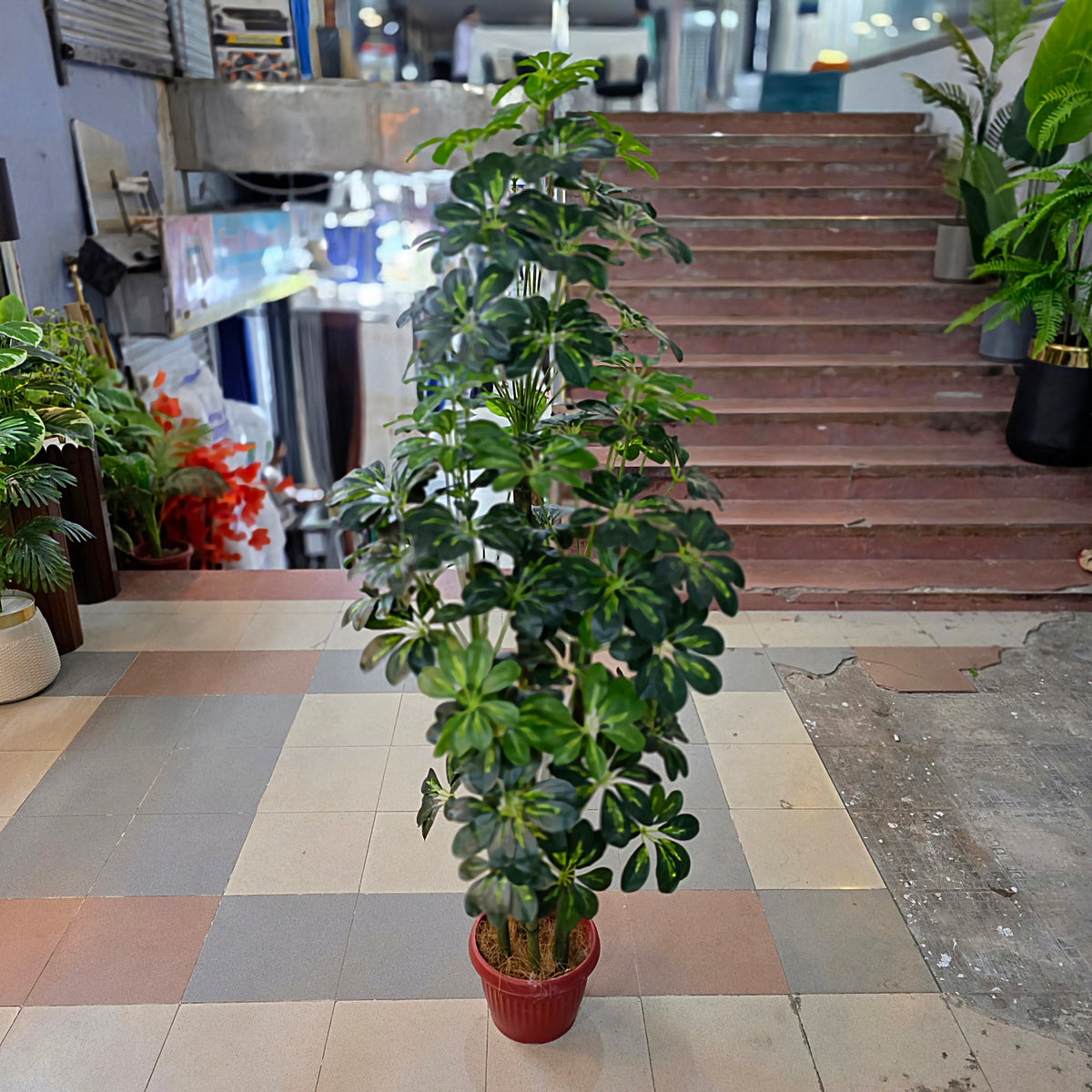 Dwarf Umbrella Plant (5ft)