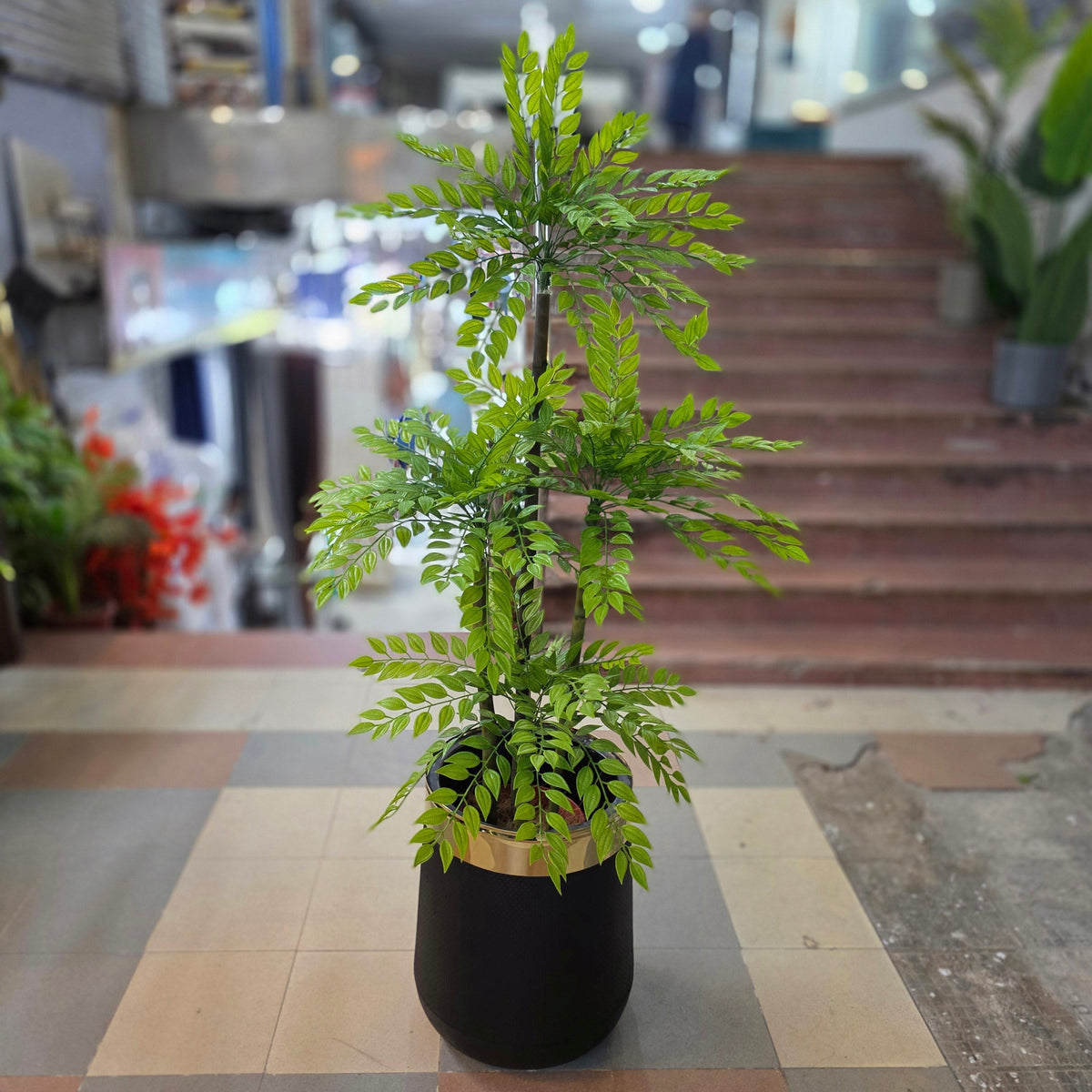 Ficus Bamboo Plant 6ft