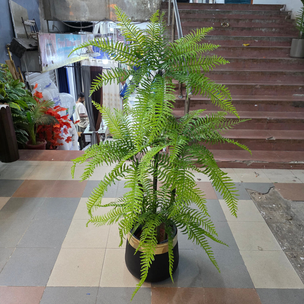 Fern Plant 5ft