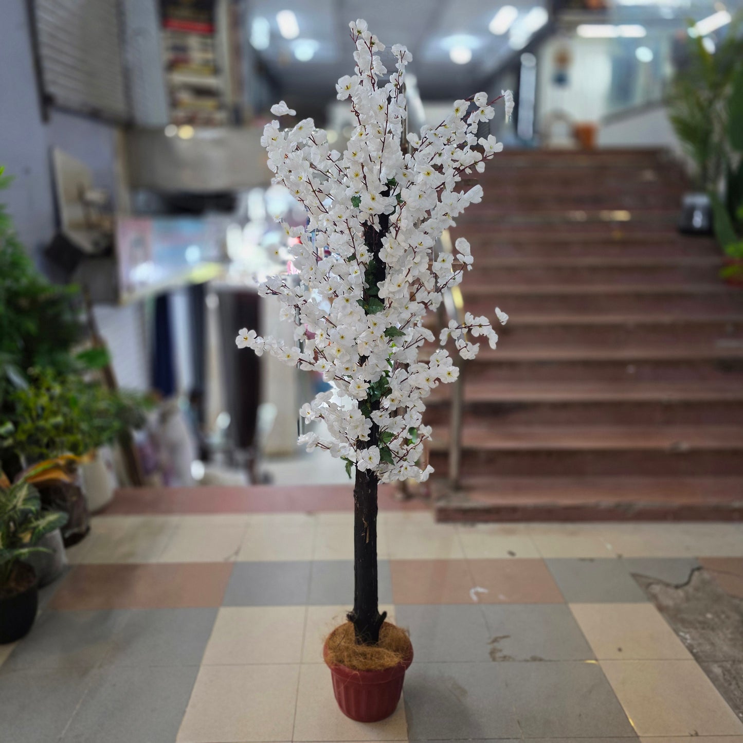 Blossom Plant