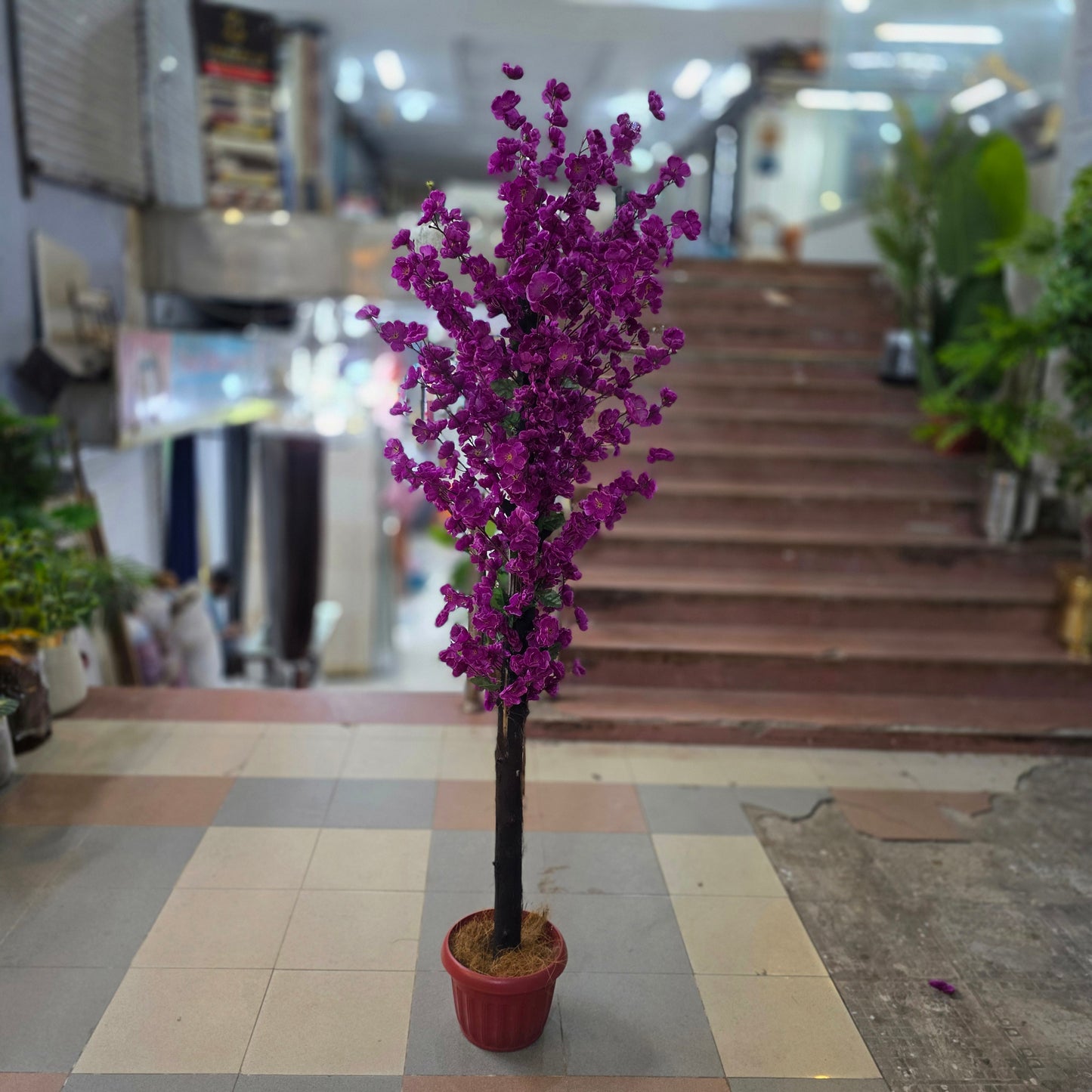 Blossom Plant