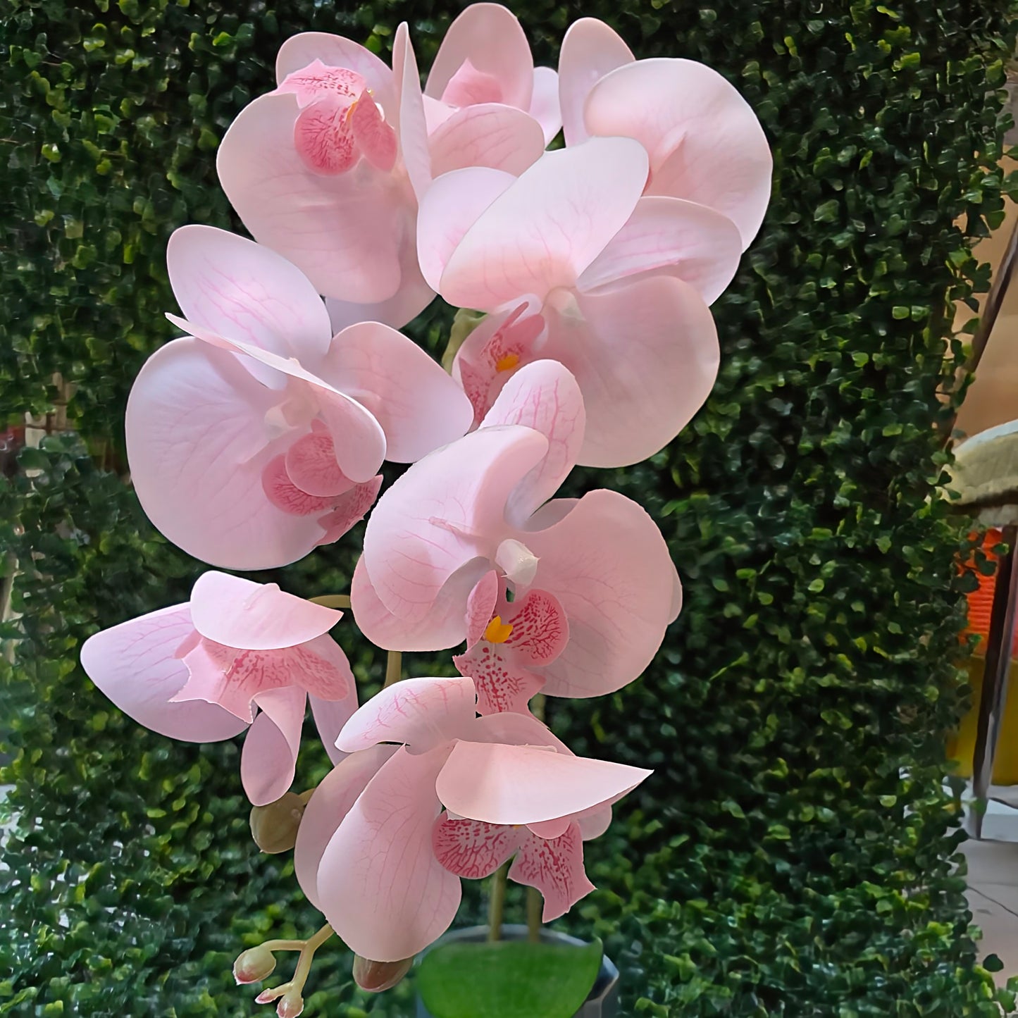 Orchid Stick in Ceremic Pot