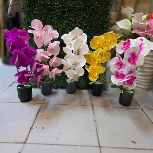 Orchid Stick in Ceremic Pot