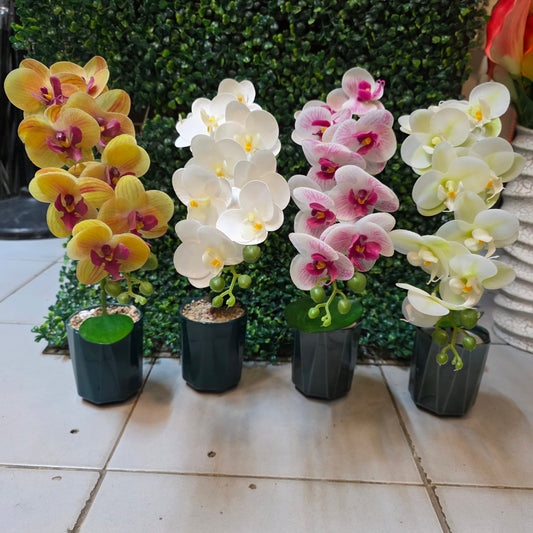 Small Orchid Arrangment