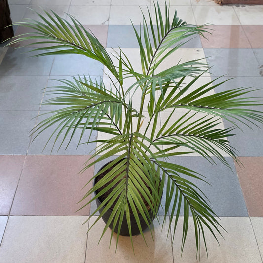 Areca palm