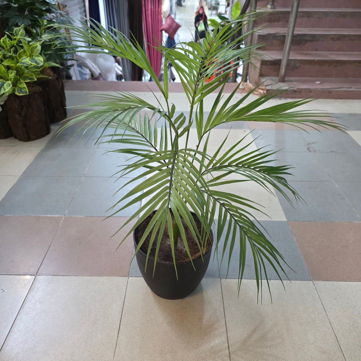 Areca palm