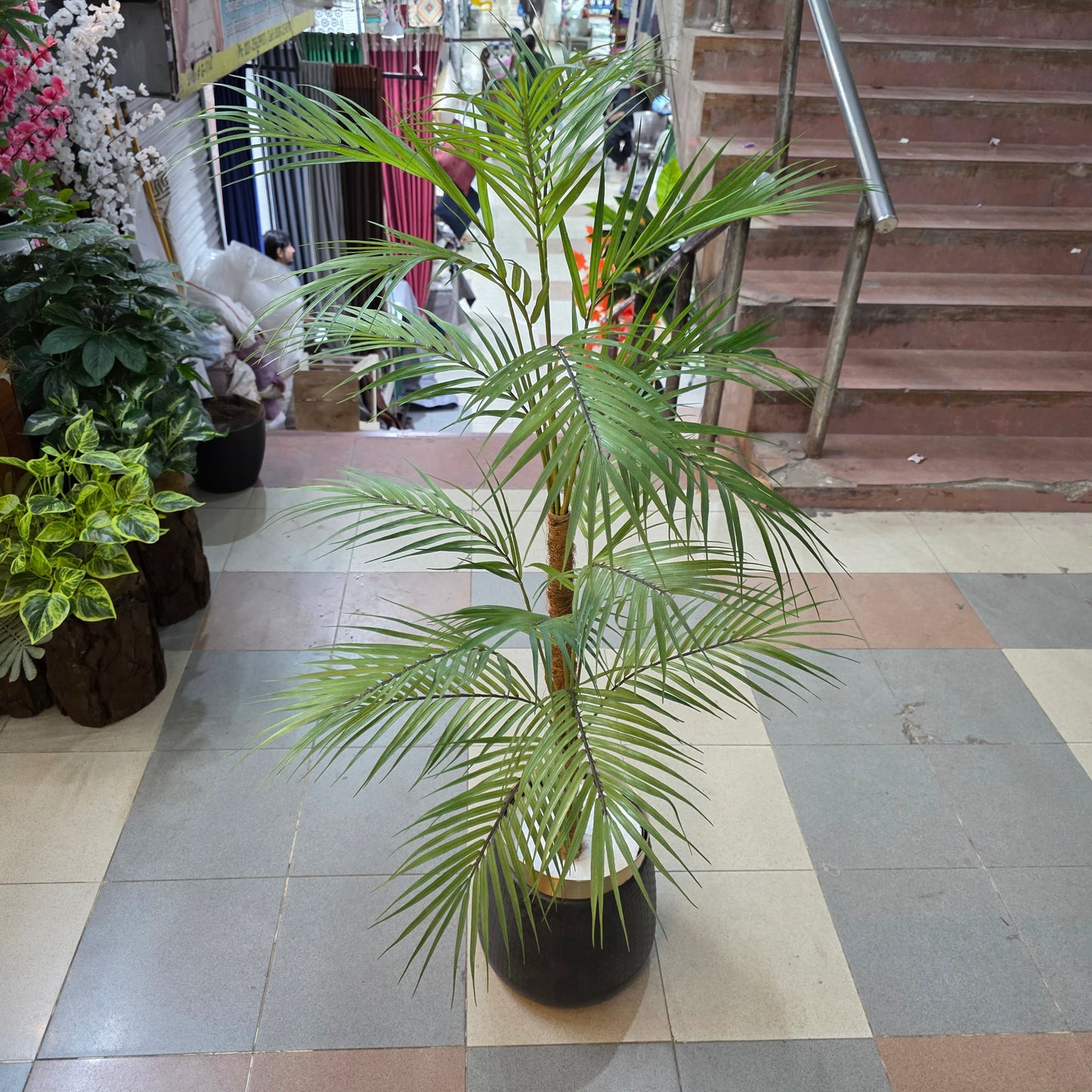 Areca palm