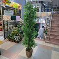 Bamboo Plant with Pot 7ft – detail view 2