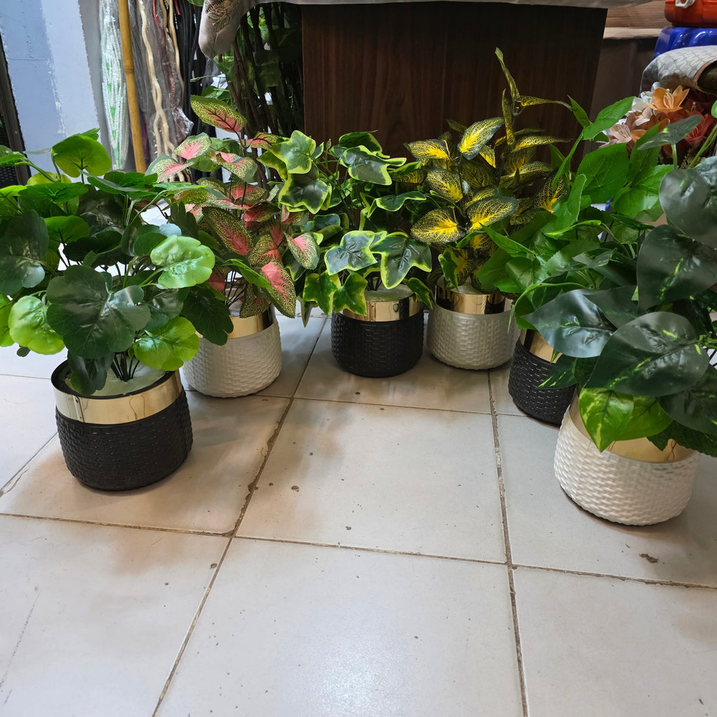 Rubber Leaves Pot 1.5ft