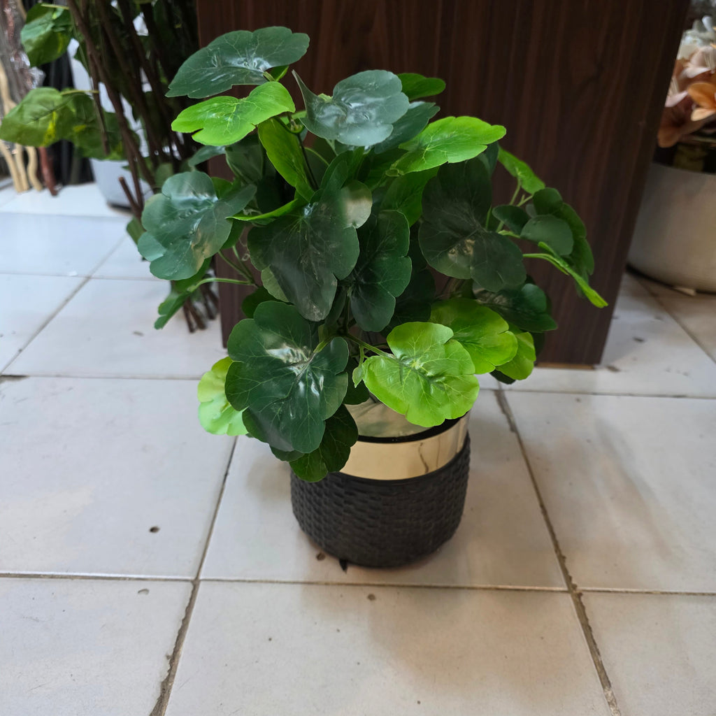 Rubber Leaves Pot 1.5ft