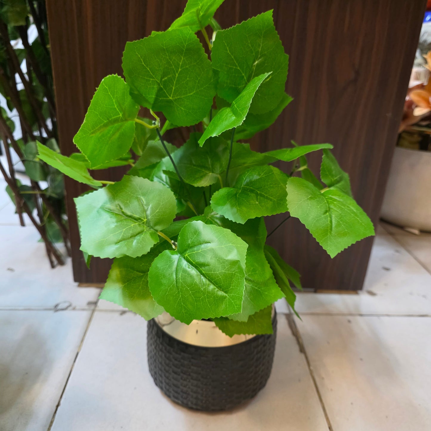Rubber Leaves Pot 1.5ft