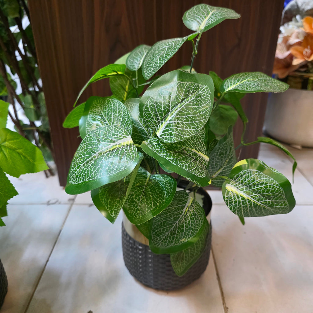 Rubber Leaves Pot 1.5ft