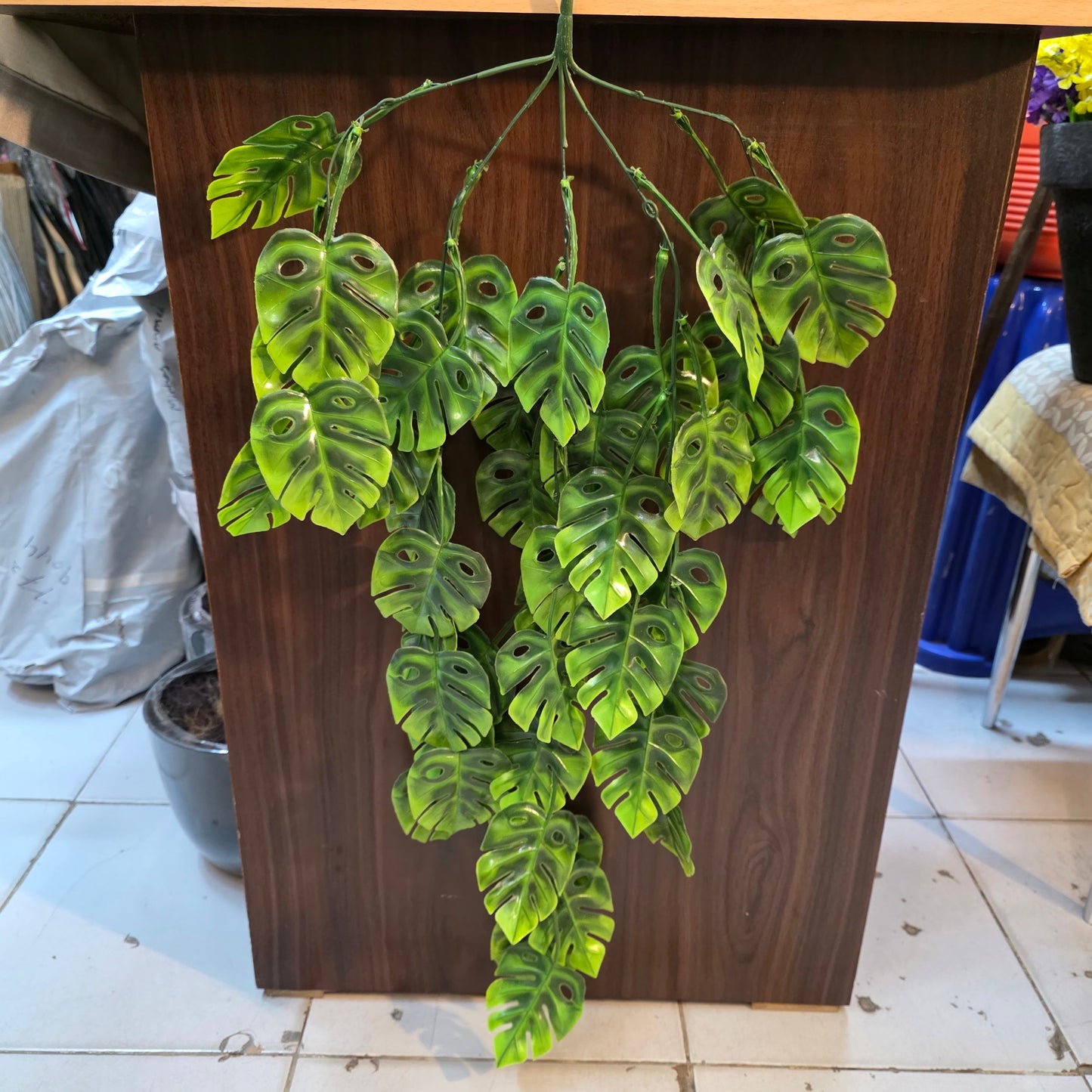 Premium Monstera Hanging Creeper