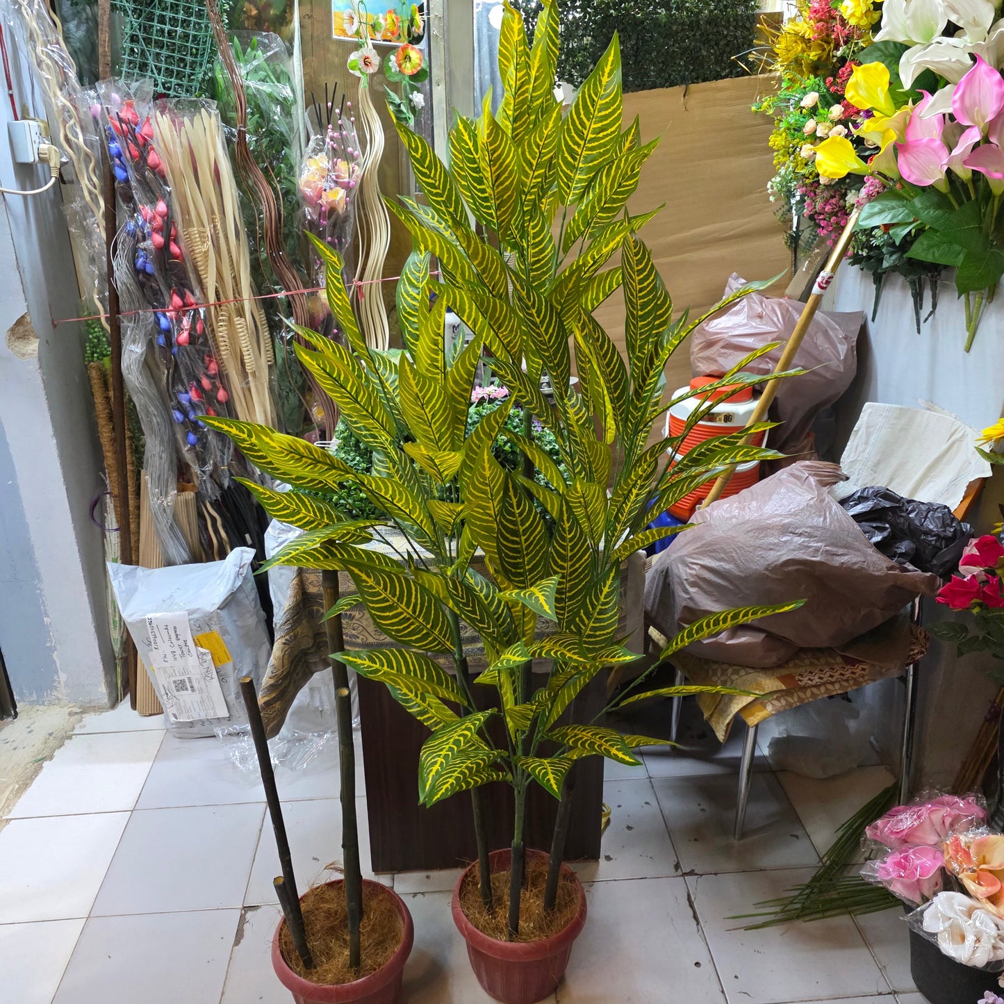 Snake Plant with Pot 6ft