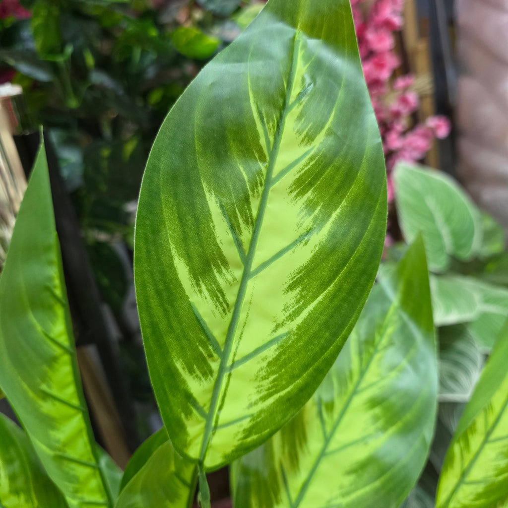 Snake Plant with Pot 6ft – additional product view 2