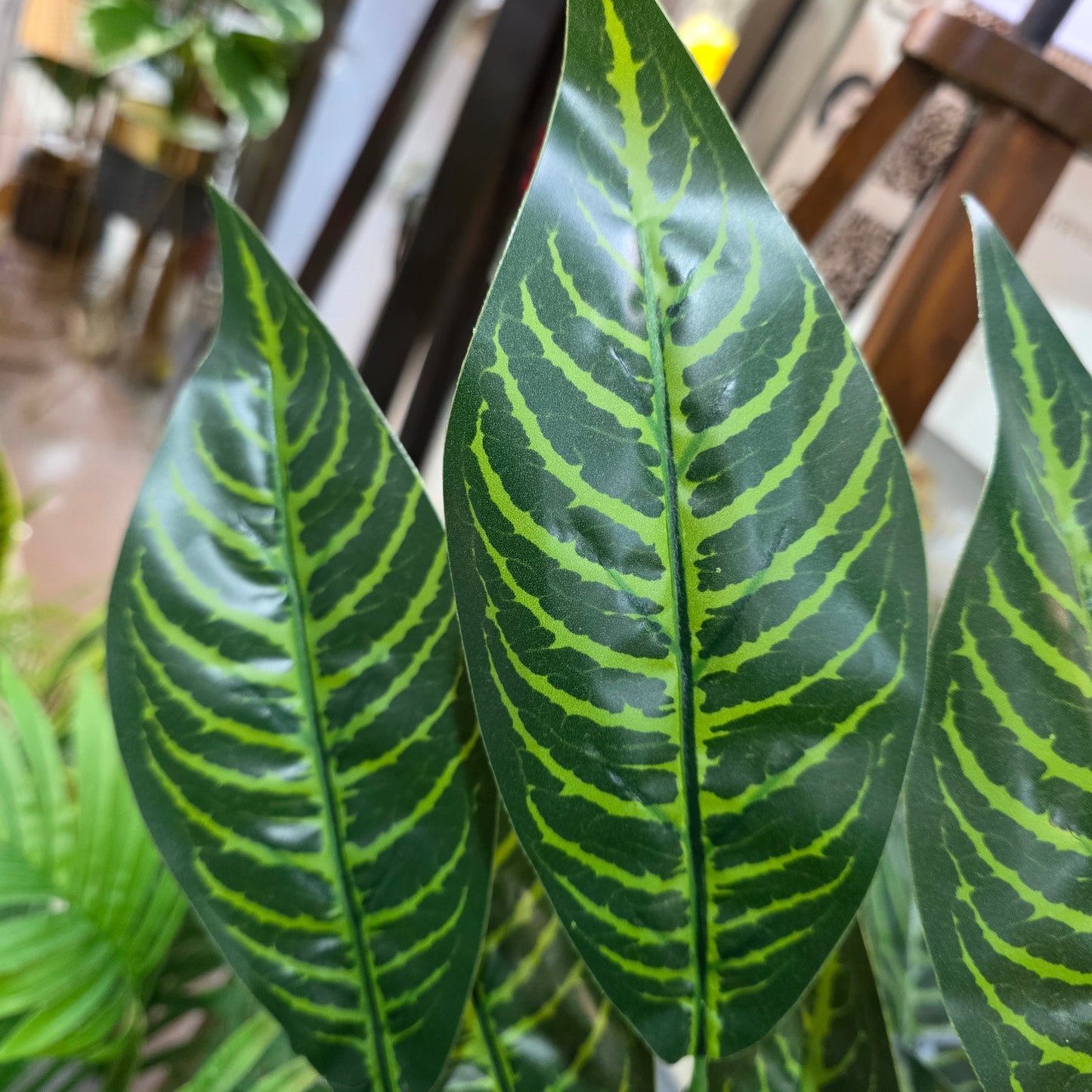 Snake Plant with Pot 6ft