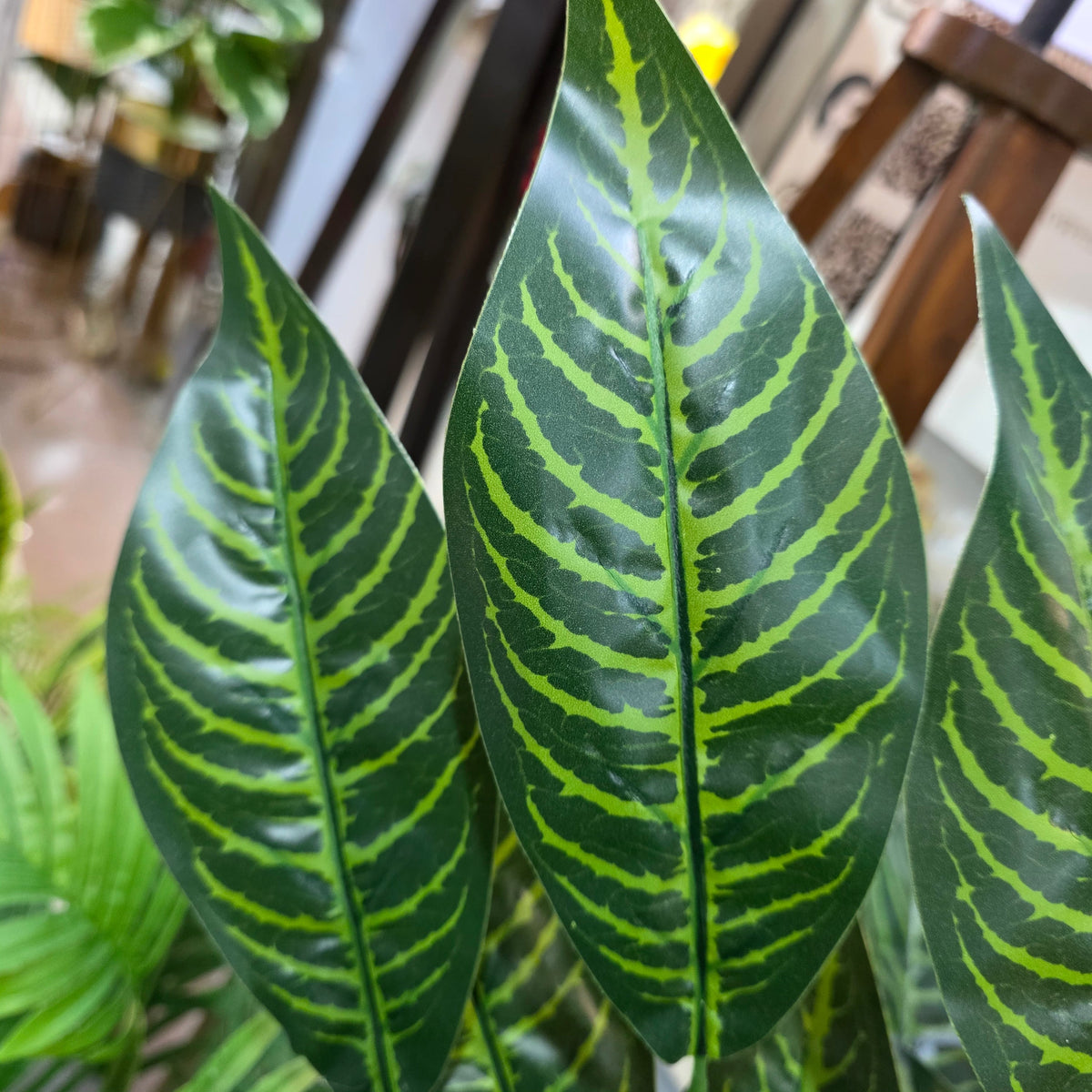 Snake Plant with Pot 6ft – detail view 3